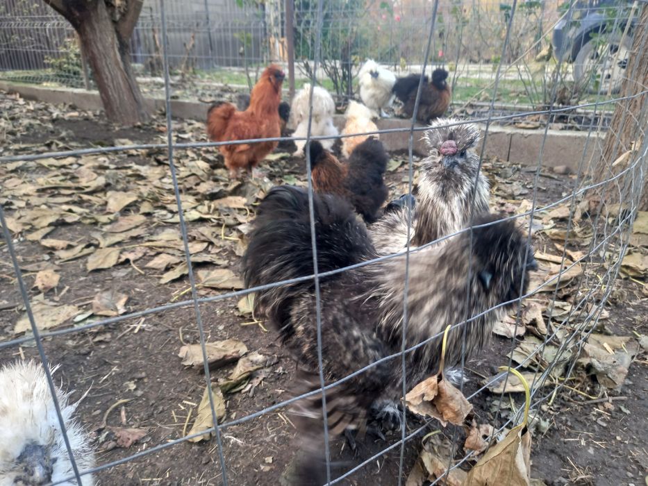 Cocosi matase japoneza