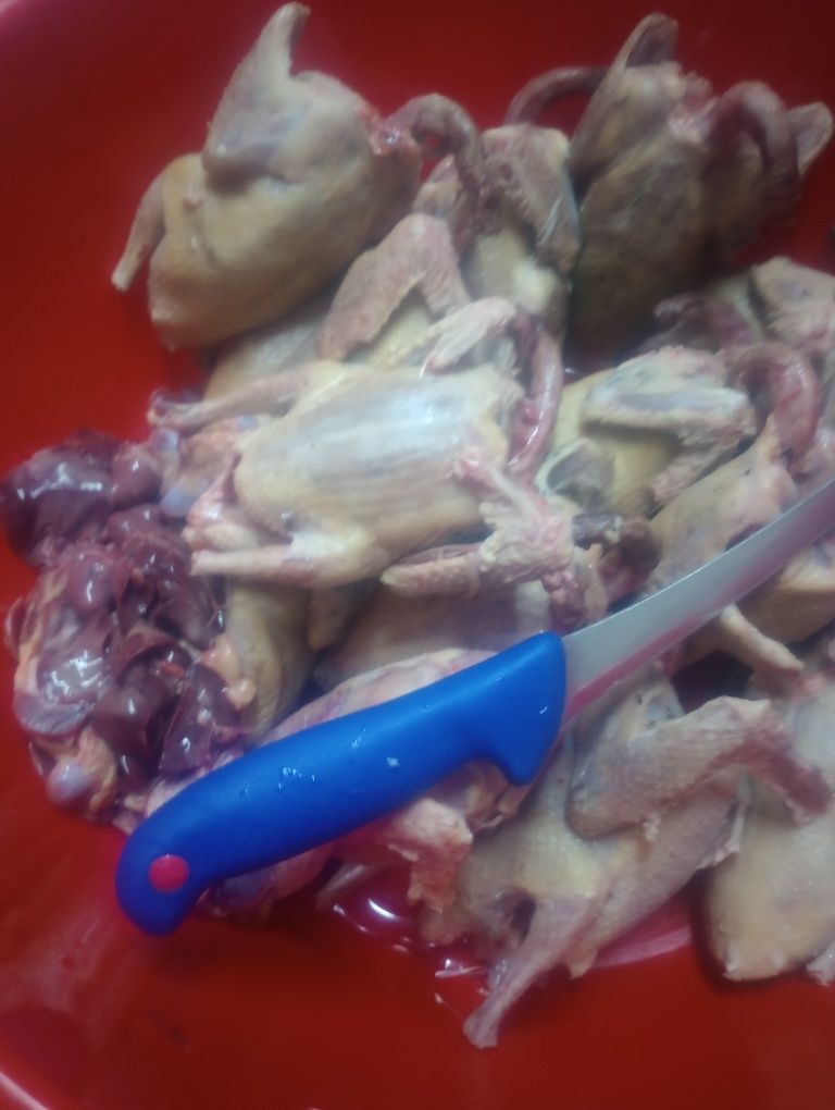 Carcasă porumbel la comanda