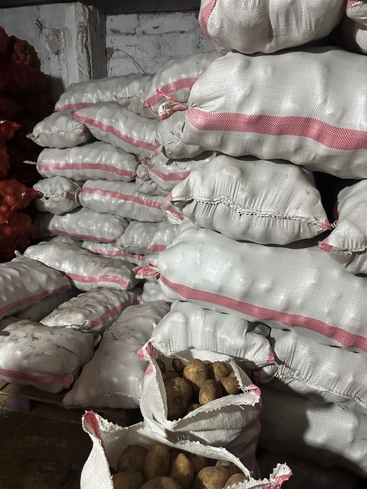 Картофель сорт  Гала