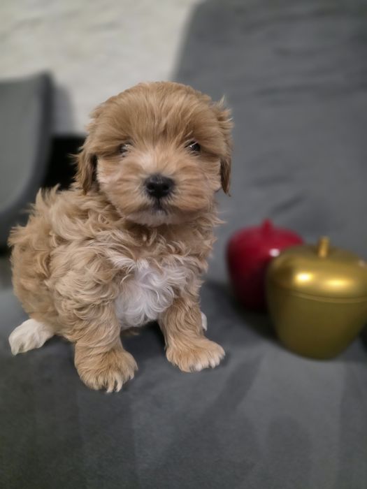 Maltipoo baietel mini toy