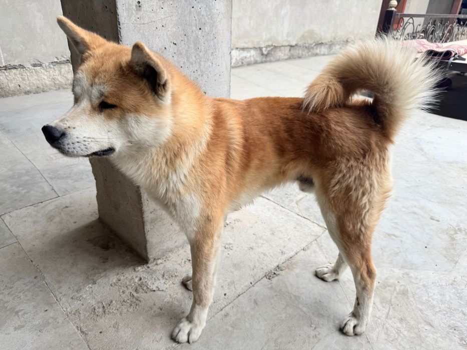 Akita inu 3 mln toza qon