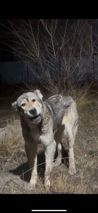 Қой төбет күшік сатылымда