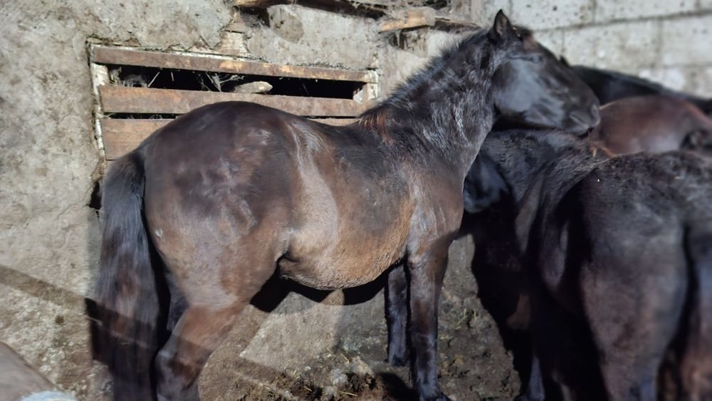 Продам жирных лошадей