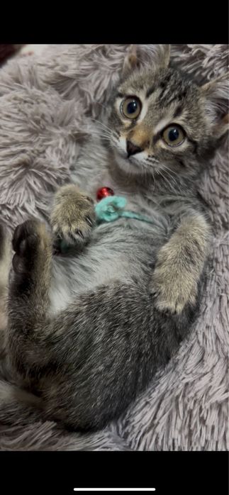 Котенок девочка 1,5 мес