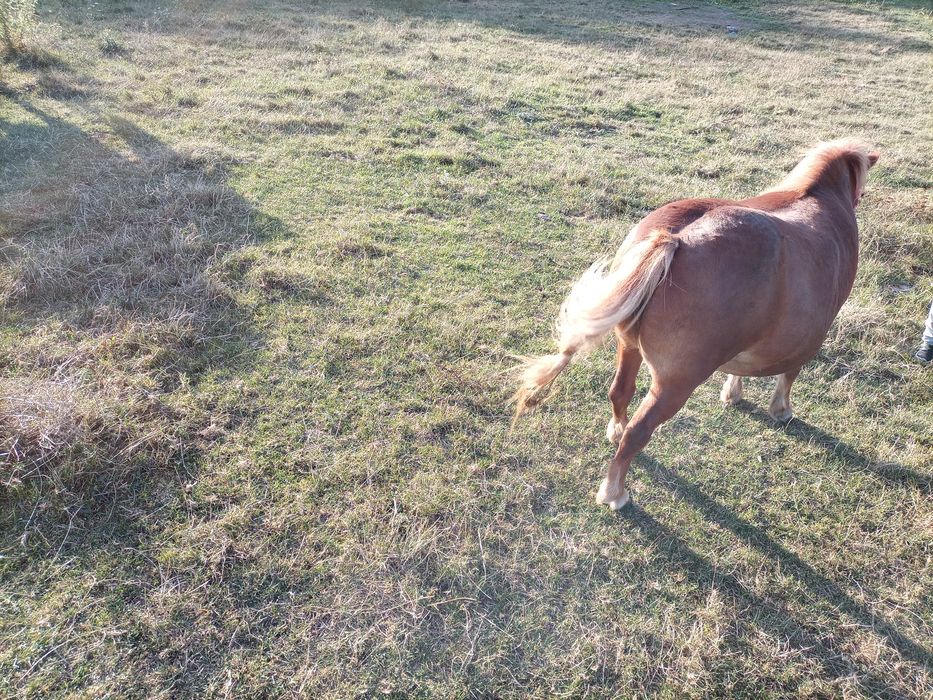 Vand poneita   foarte frumoasa