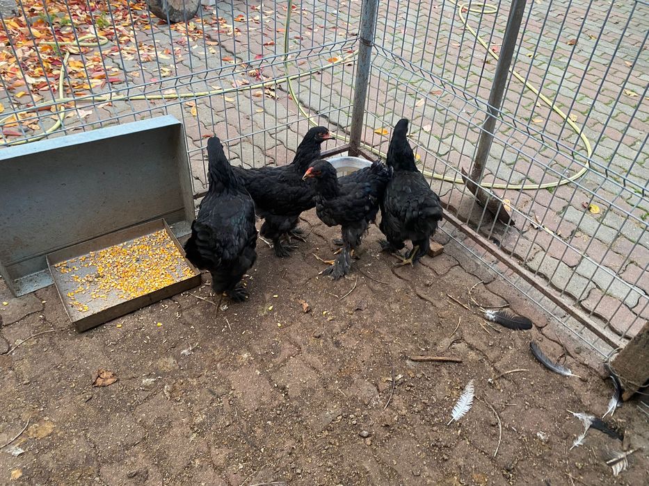 Pui de găină Brahma