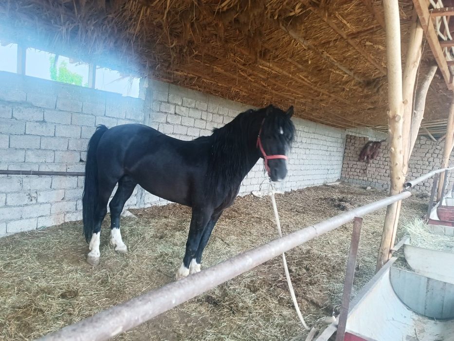 Срочно продам земельный участок площадью 100 сот 
Таш обл. Черняевка.