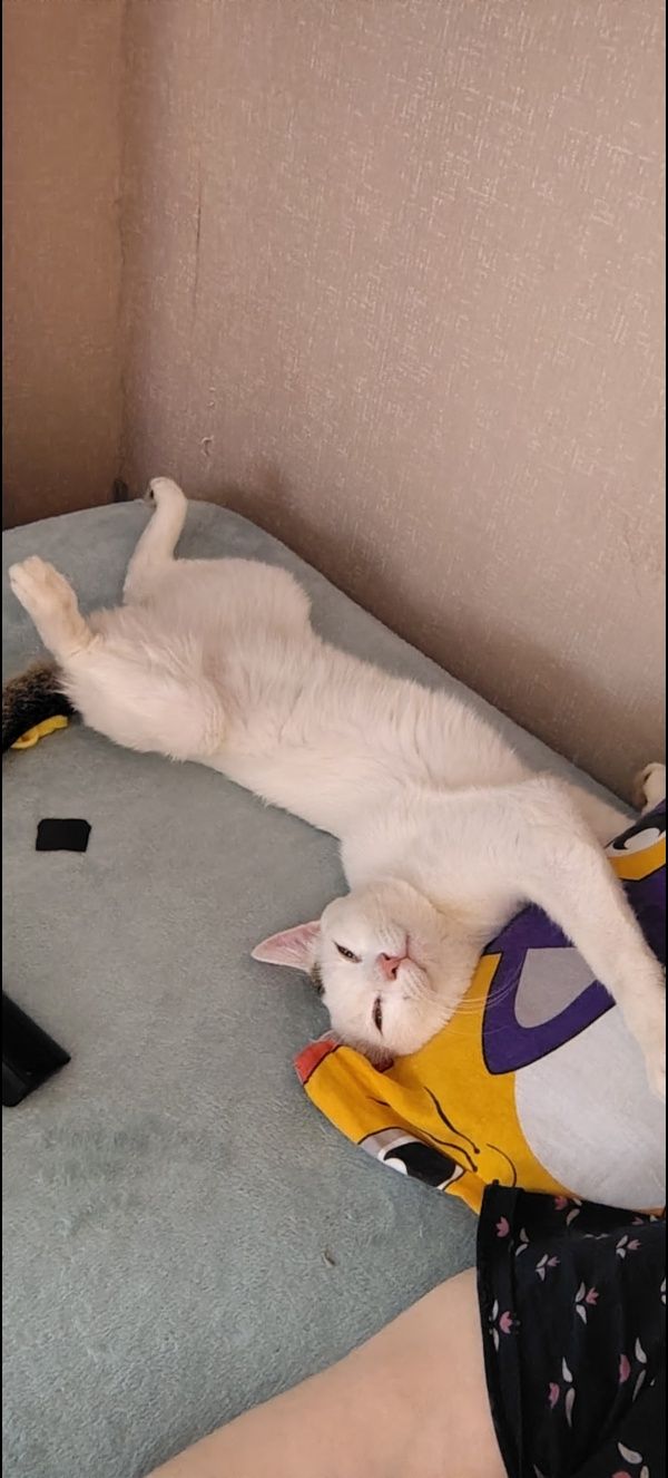 Отдам кота ему 6месяцев в любящие добрые ручки.