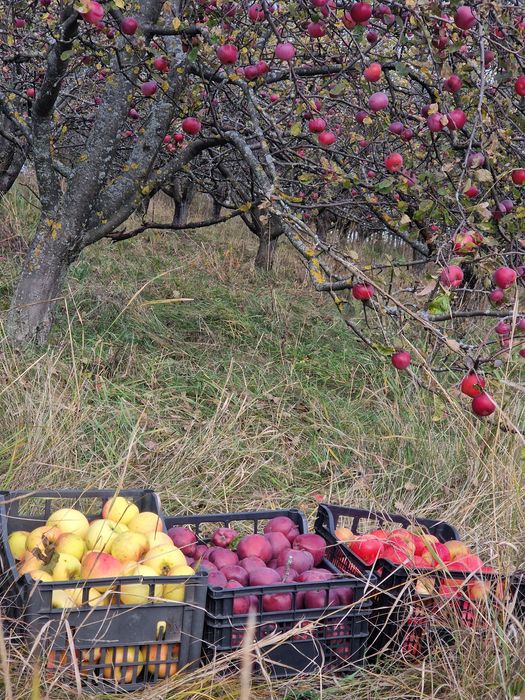 Mere Bio diverse Soiuri