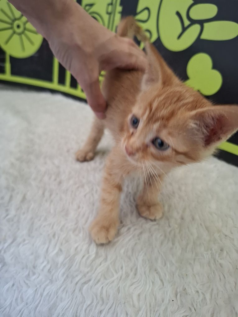Мъжко рижаво котенце на 1,5м