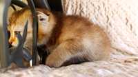 Scottish Fold gold chinchilla