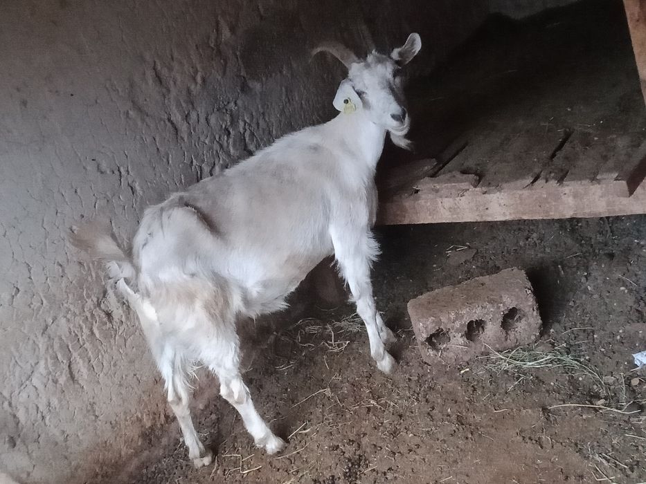 Козье козье ешкі ешкі