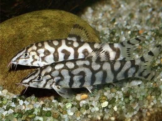 Продам боцию мраморный