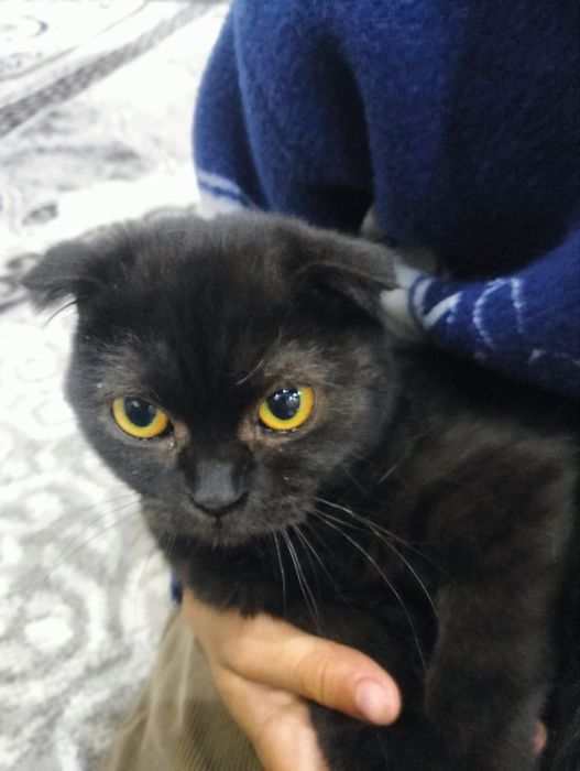 Sotiladi fold qiz mushuk