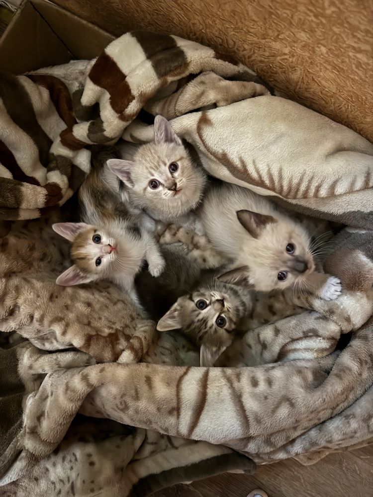 Котята бесплатно