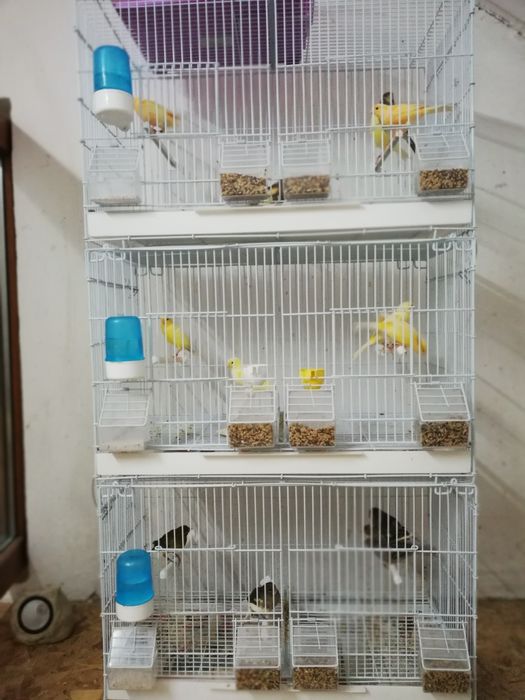 Canari  diferite  culori