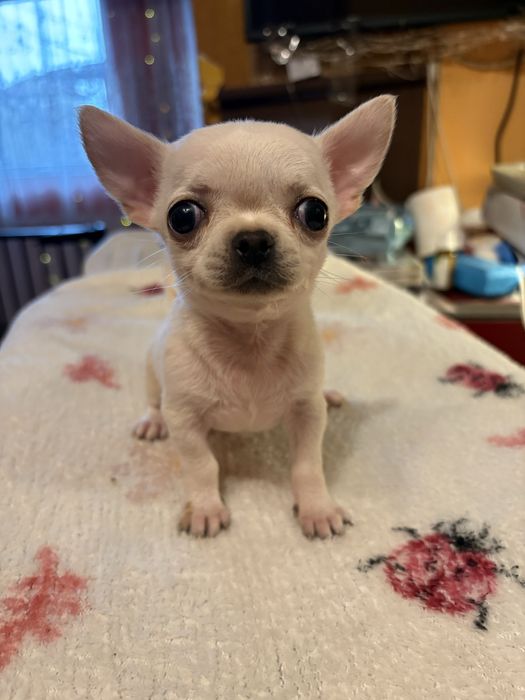 Chihuahua cu pedigree Fci