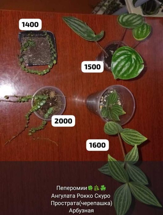 Суккуленты,укореняшки и срезы