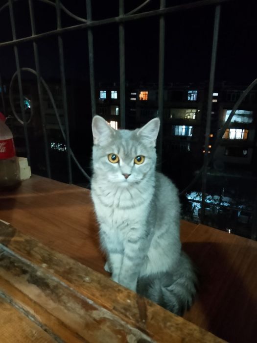 Ismi sally, zotdor. Sotishga