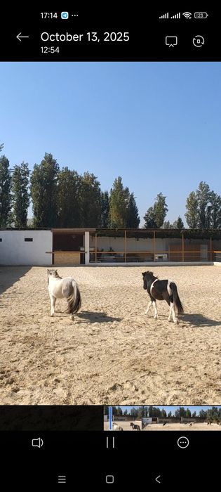 Пони сотилади 1 пара ок кора  эркеги  ок серенвий ургочи