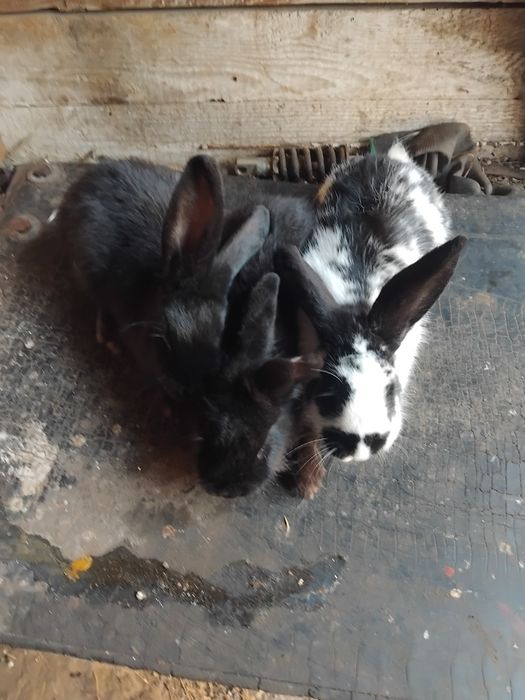 Iepurasi disponibili