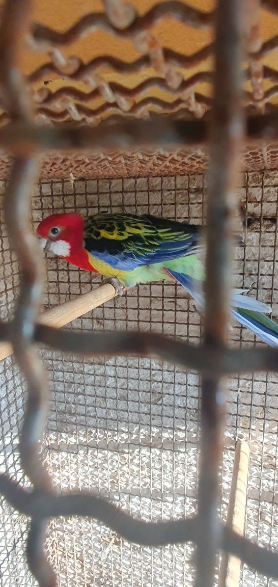 Vand papagal rosella standard