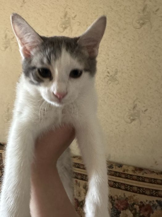 Домашний котенок даром (мальчик)