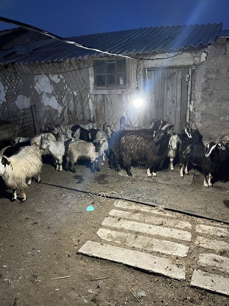 Продаю Козы (Ешки)
