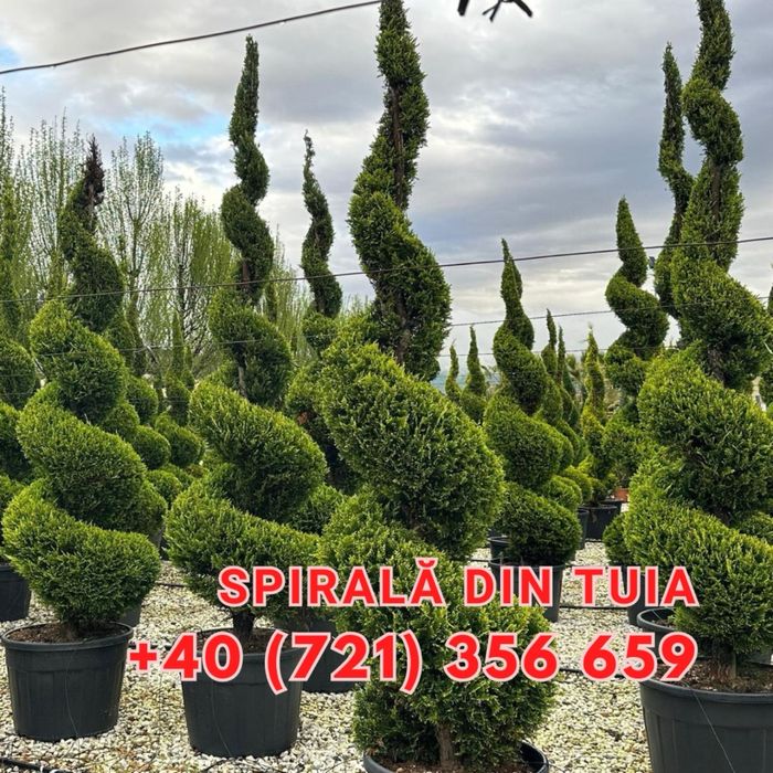 Spiral Tuia PonPon Magnolia Grandiflora Palmier Trachycarpus Etc