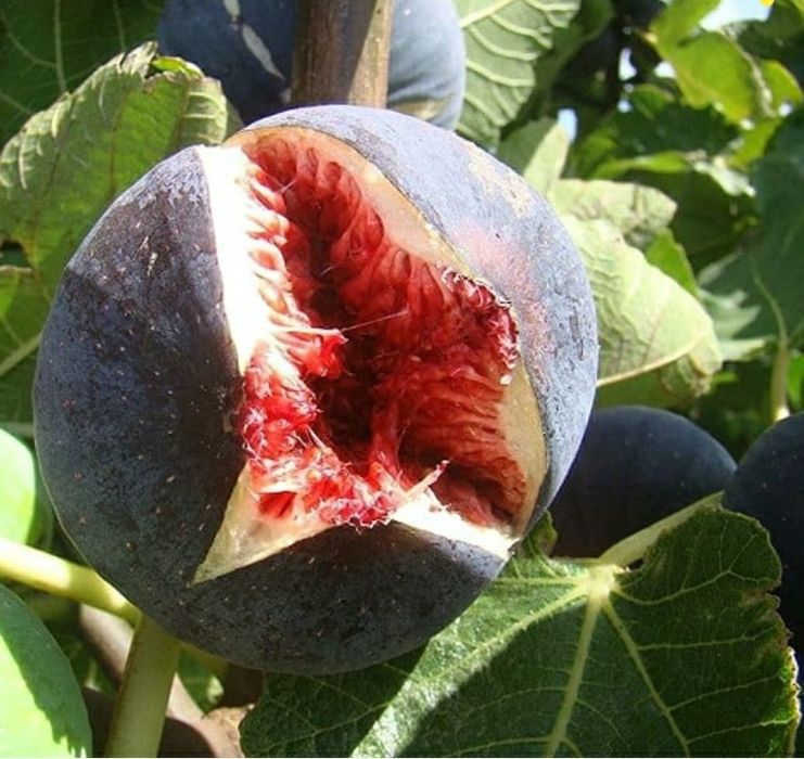 Smochin (Soiuri Diferite)