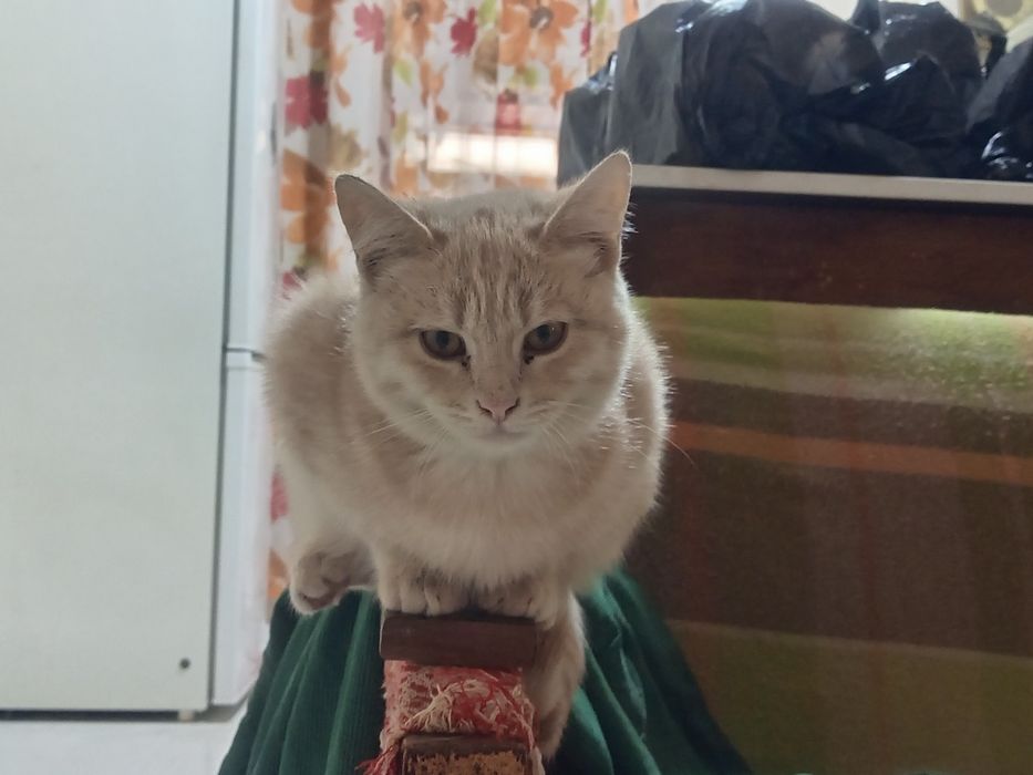 Домашние коты в добрые руки