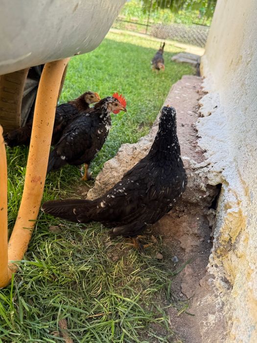 Gaini/Lilici/Pitici de vanzare