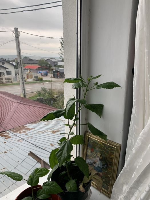 Trandafiri japonezi de un an cu flori rosii batute