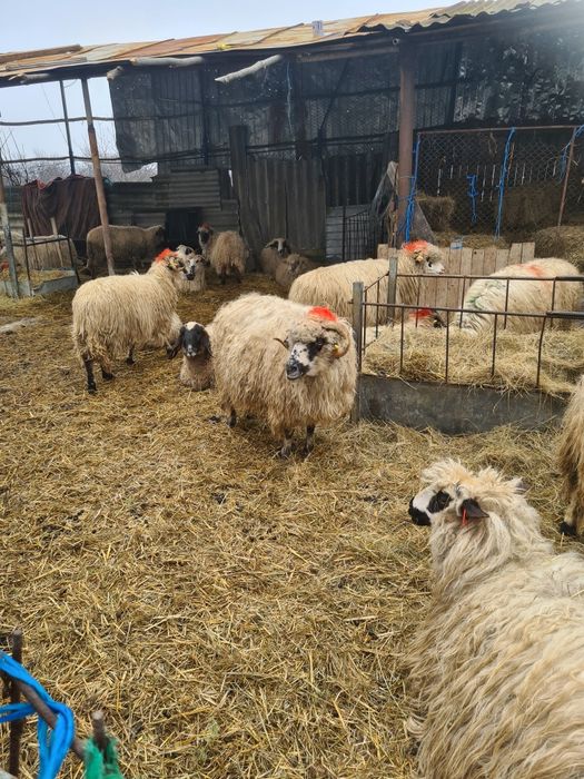 Oi de vănzarela preț bun ,15 buc bortoase ,depuse  5 buc cu miei lângă