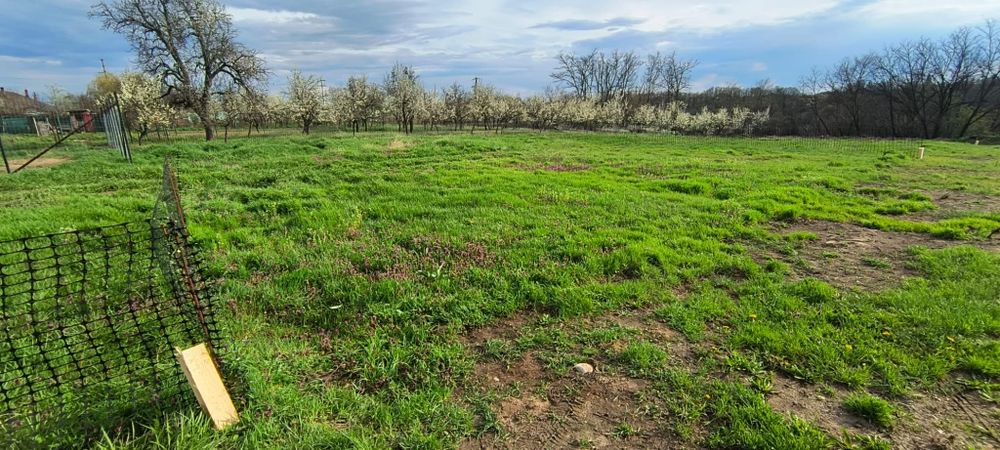 Teren parcelat  Mosoaia