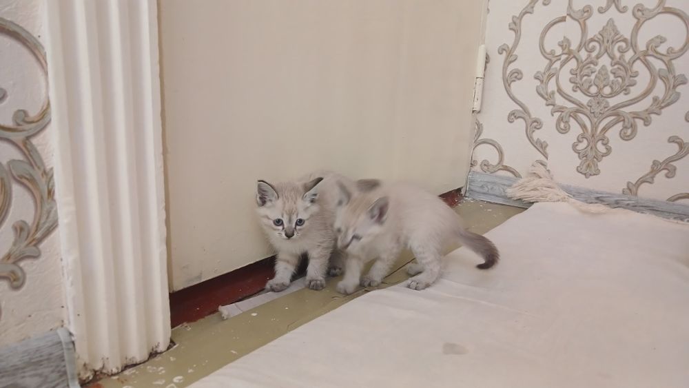 Продаётся белый кошки