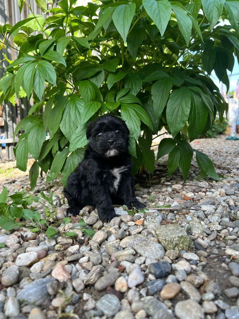 Poodel toy negru