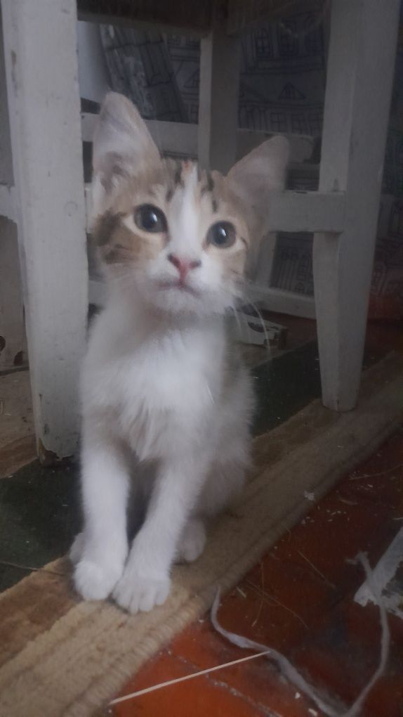 Котенок в добрые руки