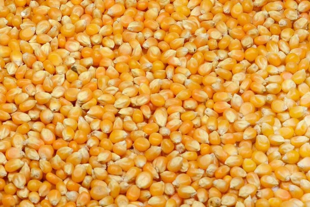 Porumb 2024 ținut in cotarga