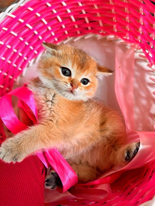 Кошка порда шиншилла
