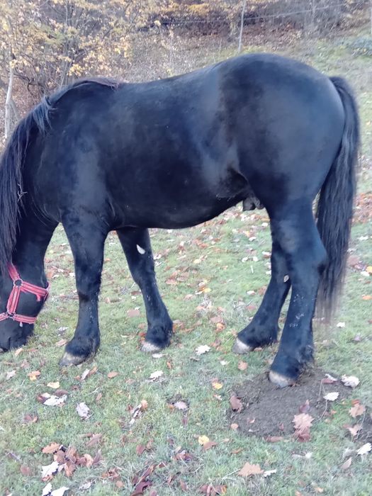 Vând armăsar de 1 an și 10 luni