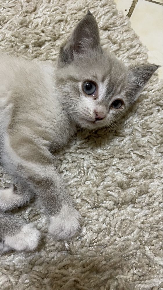 Шотладский Котенок