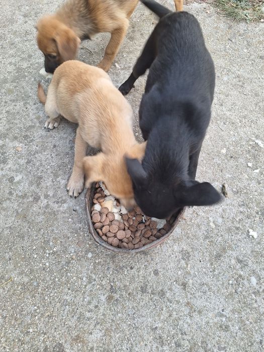 Donez căței de rasa talie mica