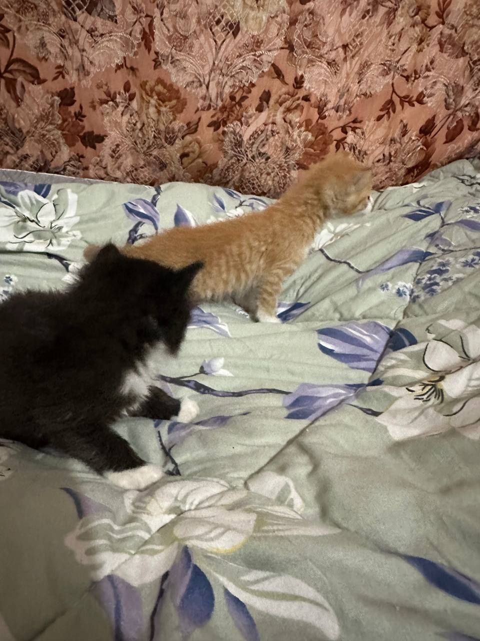 Отдам котят в добрые руки!