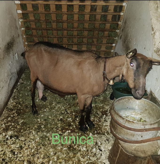 Capră din rasa alpină franceză la a doua fătare