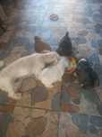 Căței bichon 4 buc