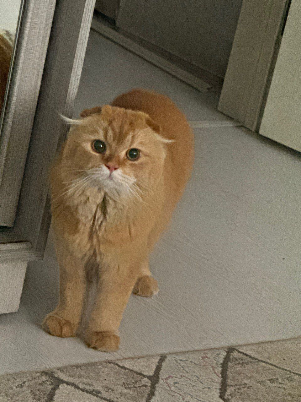 Продаю   котенку