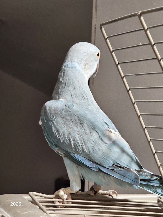 Papagal Micul Alexander