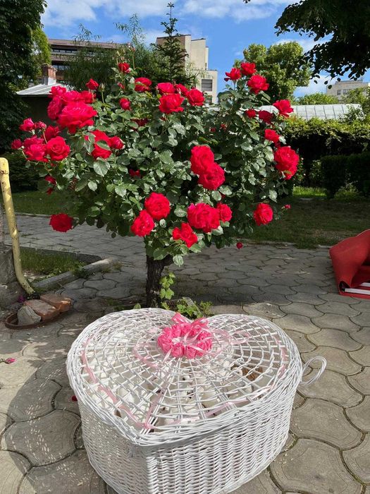 Porumbei Nunta/Botez/Evenimente