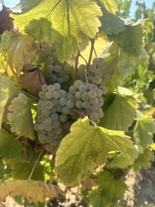 Struguri de vin!!